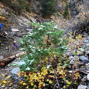 Meet your Posher, Amir